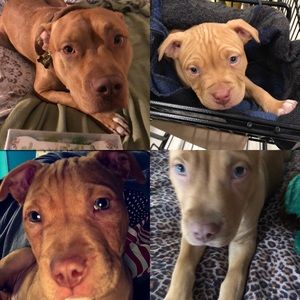 Meet your Posher, Anaruth